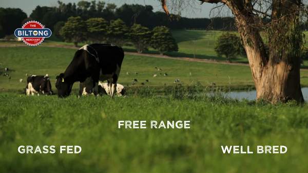 photo of cows happily chewing on grass in a rural field with lake and trees. Grass Fed. Free Range. Well Bred. The Biltong Merchant website blog 